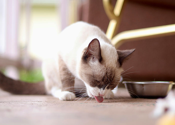 Siamese cat licking floor near metal bowl, illustrating bizarre cat hacks owners discovered that actually work.