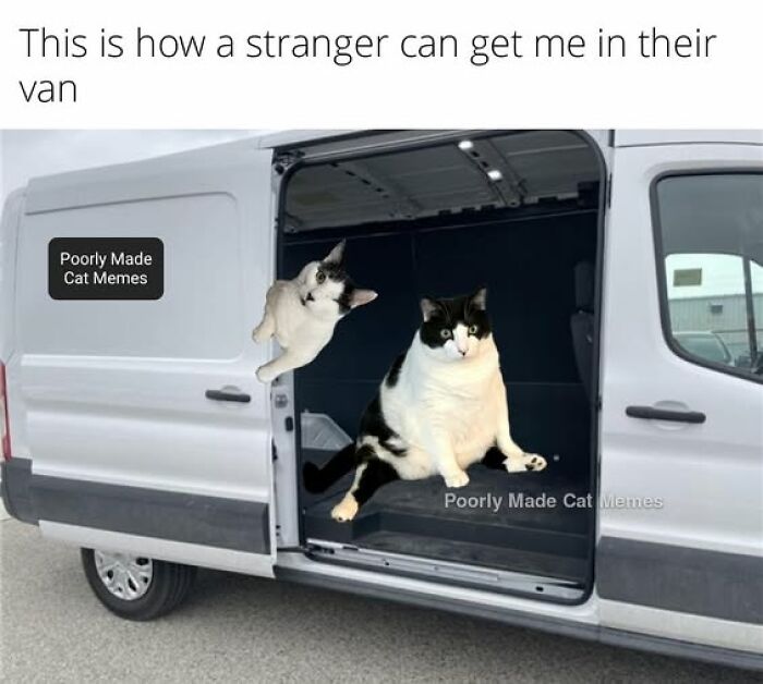 Two cats sitting inside an open van door humorously depicting cat memes for people who love cats.