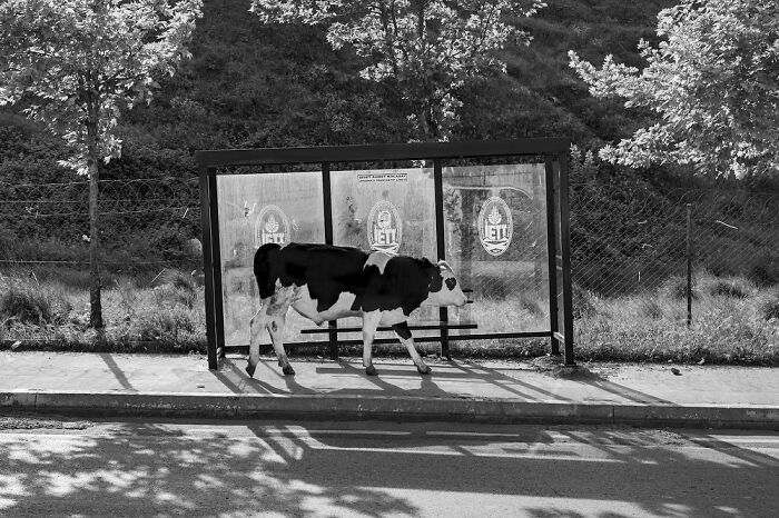 A cow standing inside a bus stop shelter on a quiet street, capturing unique life on Istanbul’s streets.
