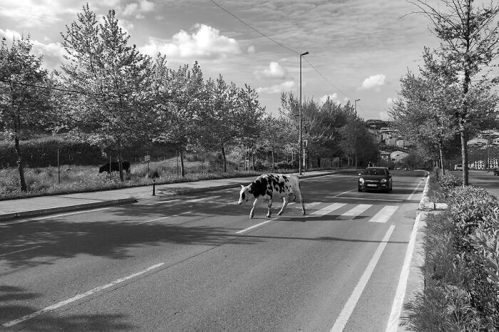 A cow standing inside a bus stop shelter on a quiet street, capturing unique life on Istanbul’s streets.