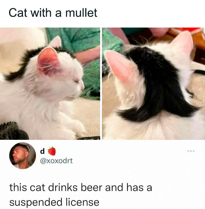 Funny cat meme showing a white cat with black mullet hairstyle, highlighting cute and humorous cat content for meme lovers.