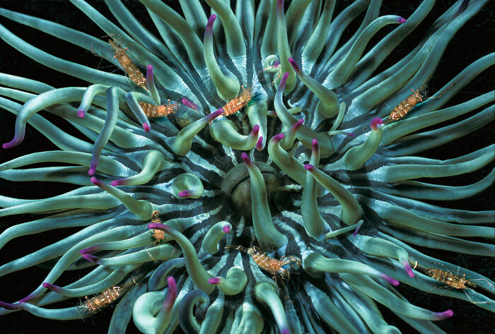 Close-up image of deep sea creatures among green tentacles with purple tips captured by diver and photographer.