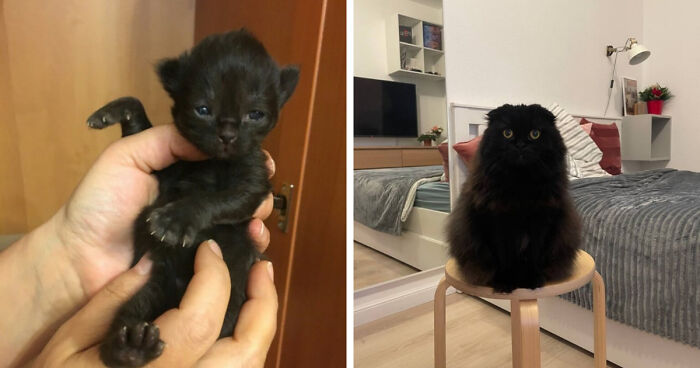 Black kitten being held in hands transitioning to a fully grown black cat sitting on a stool indoors.