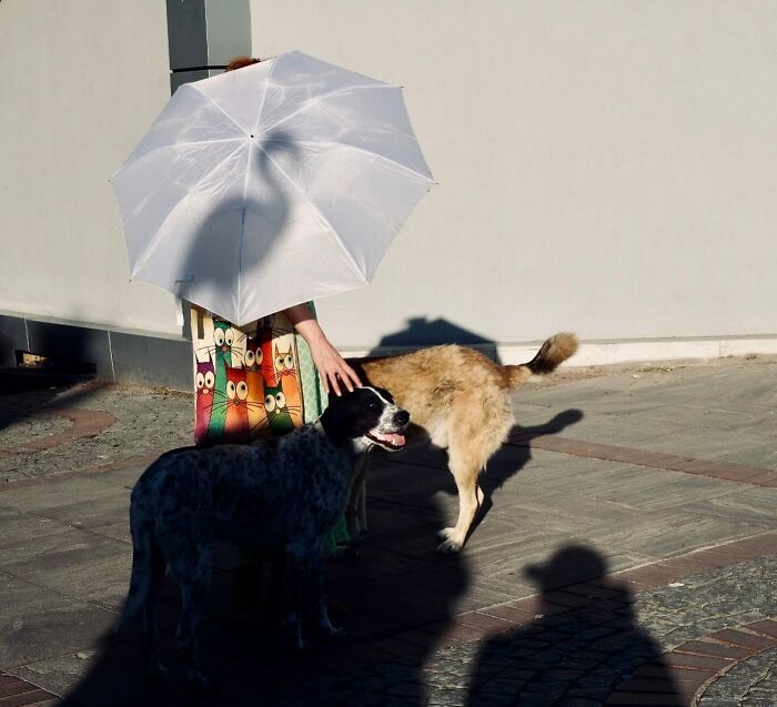 Person holding a white umbrella pets two dogs on a sunlit street in Istanbul, capturing life and animals outdoors.