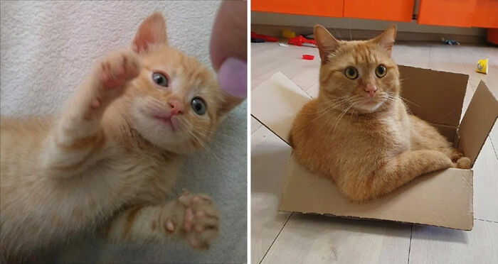 Orange cat grows from playful kitten to relaxed adult sitting in cardboard box, showing adorable cat growth stages.