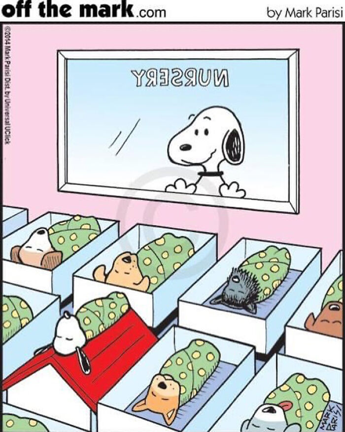 Cartoon from Off the Mark showing dogs wrapped in blankets like babies at a nursery, highlighting everyday life humor.