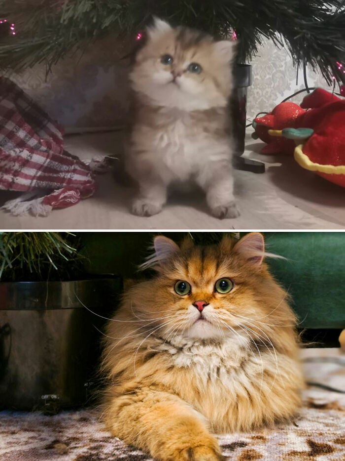 Adorable before-and-after photos of a fluffy cat growing up, showing its transformation from kitten to adult cat.