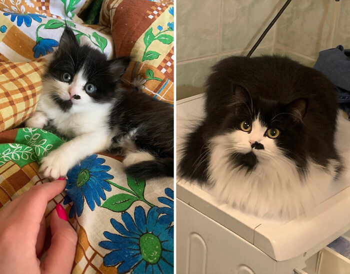 Adorable before-and-after photos of a black and white cat growing up from kitten to fluffy adult cat.