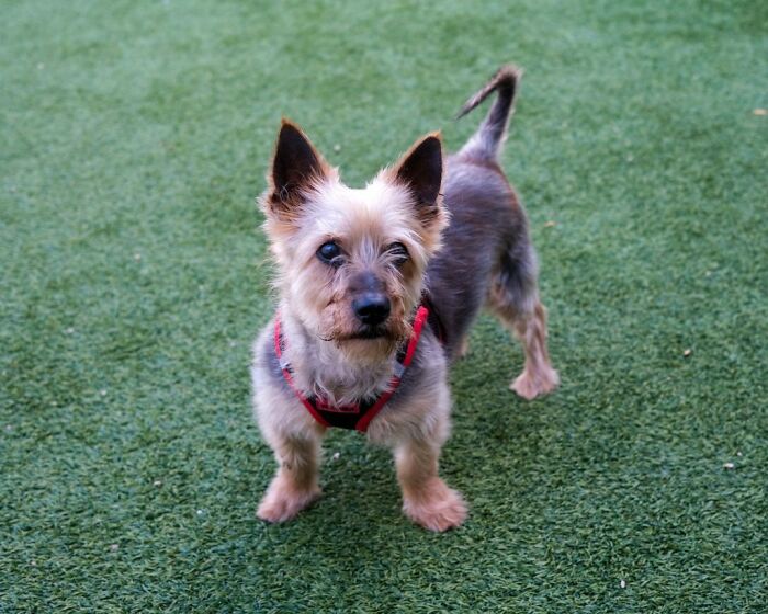Neglected Yorkie after makeover standing on grass in red harness, looking sweet and groomed