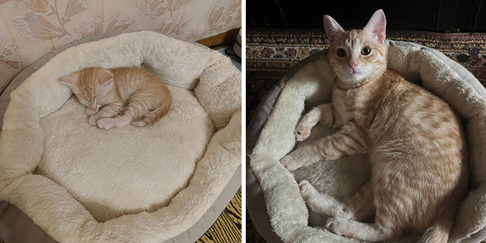 Adorable before-and-after photos of a cat growing up, showing a small kitten and a larger cat in the same bed.
