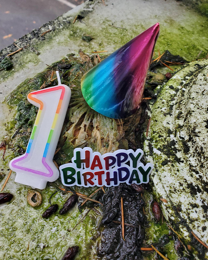 Rotting pumpkin surrounded by party hat, birthday candle, and happy birthday sign on mossy surface outdoors.