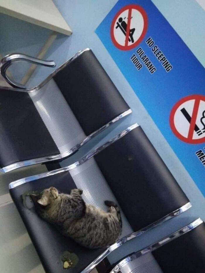Tabby cat lying on a bench beside a no sleeping sign, one of the hilarious cat moments caught on camera.