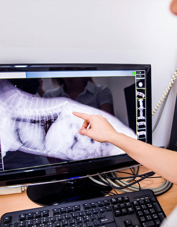 Veterinarian pointing at a pit bull X-ray on a computer screen during a medical examination.
