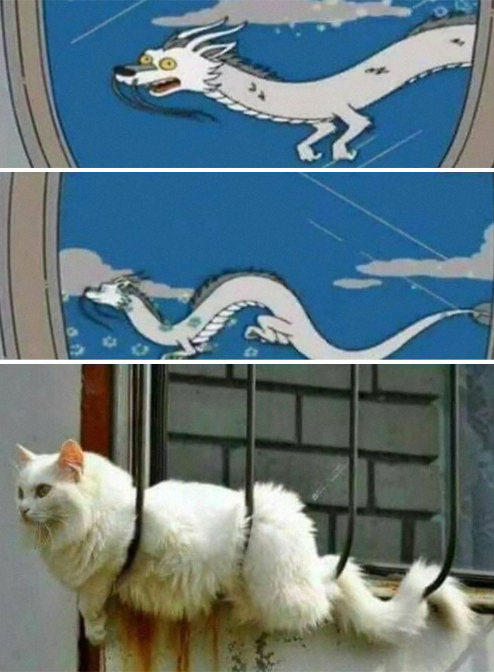 White cat stuck between iron bars in a window, paired with animated dragon cat meme for cute and funny cat memes content.