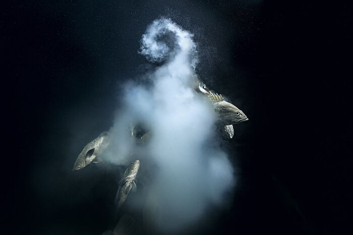Deep sea mysterious creatures captured by a diver and photographer in stunning underwater action with dark background and bubbles.