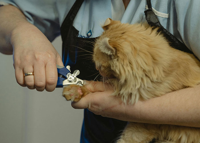 Person trimming a fluffy orange cat’s nails using pet grooming tools, demonstrating bizarre cat hacks owners use.