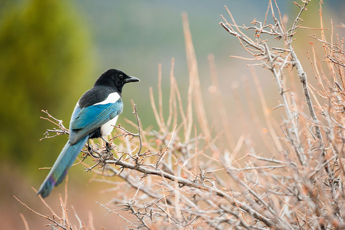 Bird perched on bare branches in natural setting, illustrating woman knocked unconscious by bird and insurance denial details.