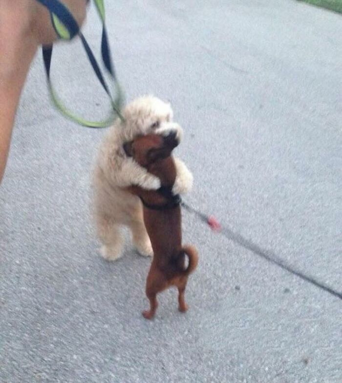 Two dogs playfully hugging on a street, showcasing wholesome animal comedy and cute pet interaction.
