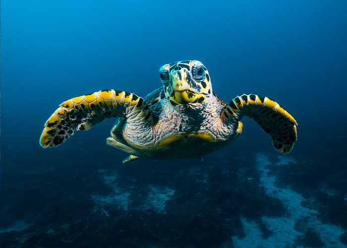 Underwater sea turtle swimming with flippers extended, illustrating scientists just proved you can breathe through your bottom concept. Underwater sea turtle swimming with flippers extended, illustrating scientists just proved you can breathe through your bottom concept.
