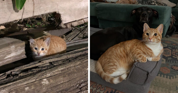 Orange tabby kitten hiding among wooden planks and grown cat resting on a pet bed with a dog nearby showing growth from kitten to cat.