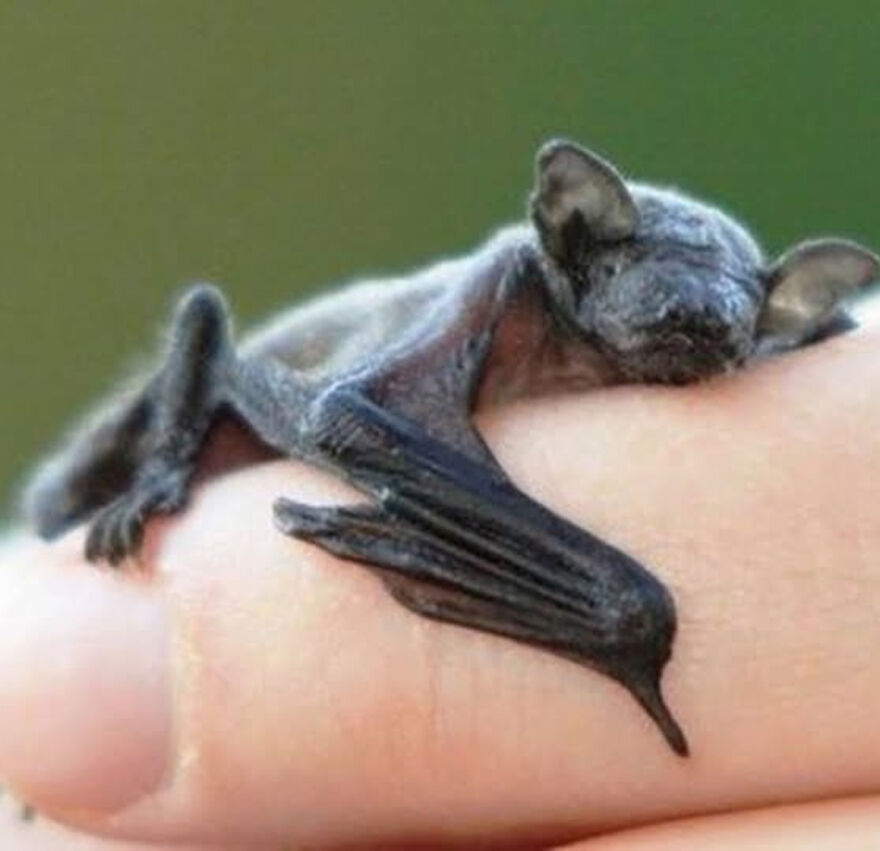 Tiny bat resting on a human finger, showcasing one of the smallest animals in the world competing for the smallest animal title.
