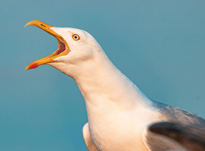 Close-up of a seagull with beak open against blue sky, illustrating one-in-a-million coincidences in nature.