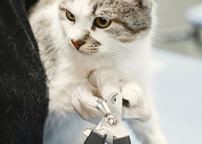 Close-up of a cat having its nails trimmed using clippers as part of bizarre cat hacks owners discovered that actually work.