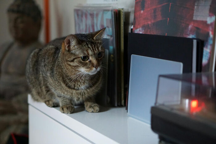 Tabby cat perched on a shelf near records and a turntable, hinting at the most destructive thing a cat ever done indoors.