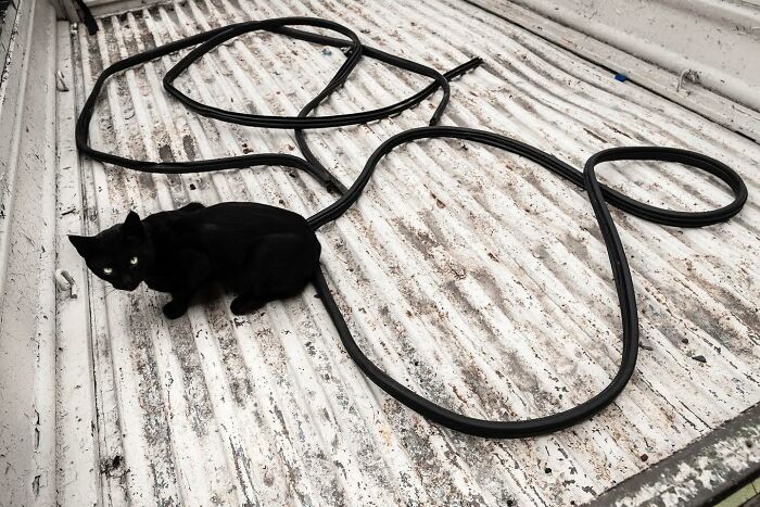 Black cat resting among coiled cable on a worn surface, capturing life on Istanbul’s streets with plenty of cats stealing the show.