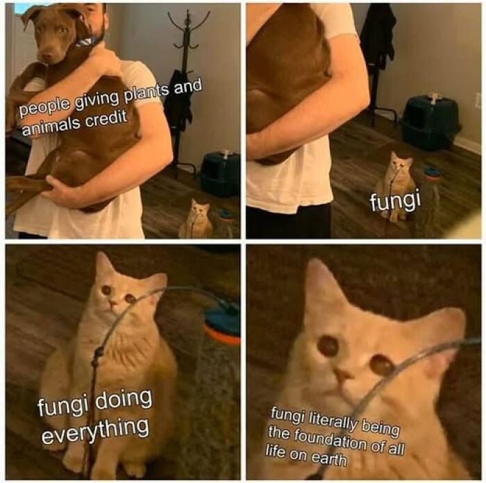 Funny Thunder Dungeon meme with a cat humorously highlighting fungi as the foundation of life on earth.