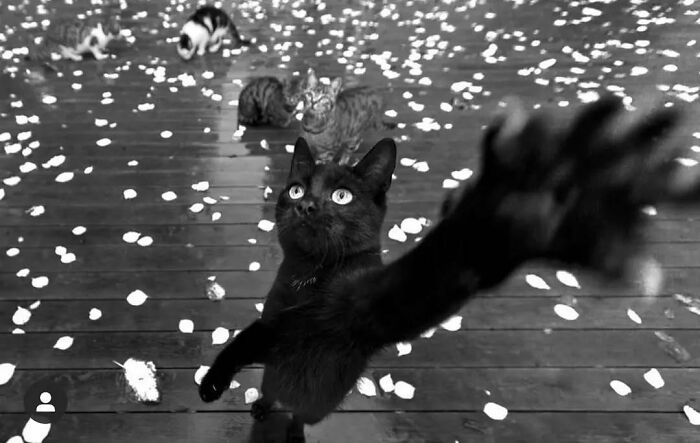 Black cat reaching out on Istanbul street with other cats and scattered flower petals creating a lively urban scene.
