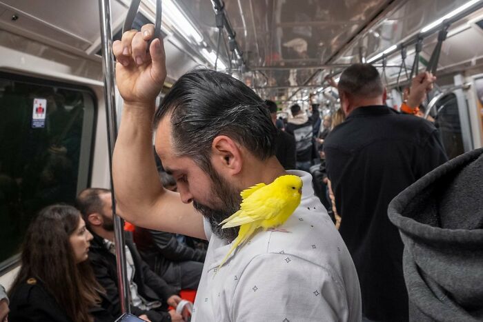Man on crowded Istanbul streetcar with bright yellow bird perched on his shoulder, showcasing unique life on Istanbul’s streets.