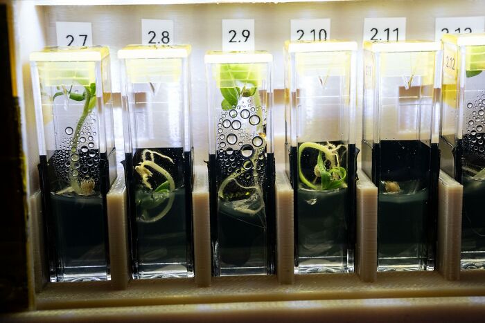 Sprouts growing in labeled containers with water droplets, showcasing natural beauty and mystery in a scientific setting.
