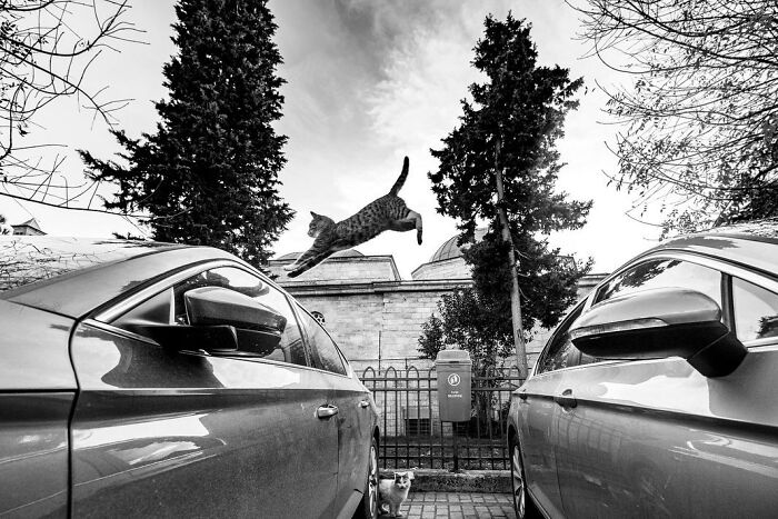 A cat leaps between two parked cars on an Istanbul street with another cat watching in the background under trees.
