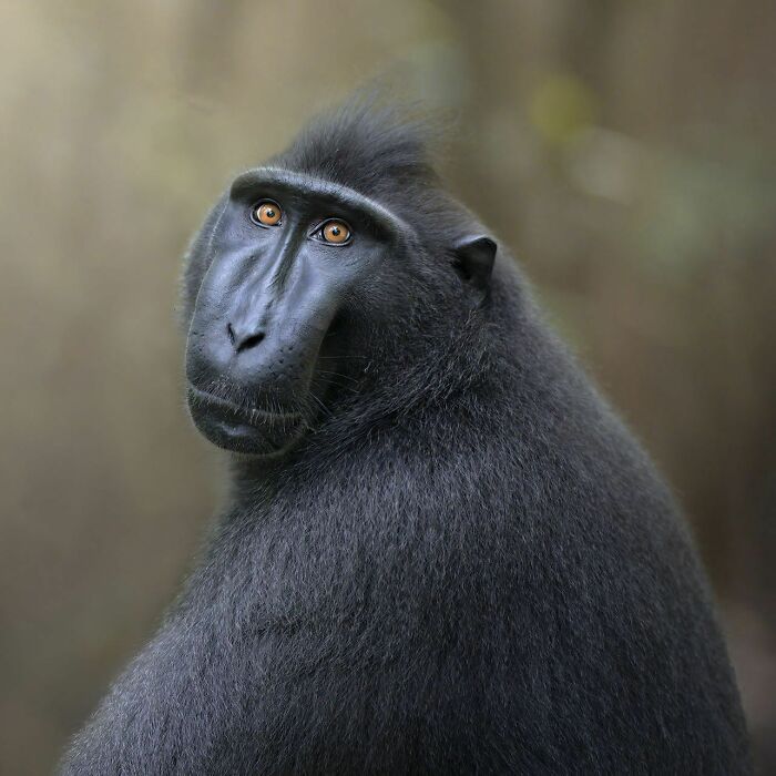 Close-up of a macaque with bright eyes captured in stunning wildlife photography from a photographer traveling around the world.
