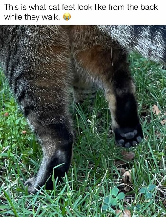 Cat meme therapy showing the back view of a cat’s feet walking on grass, highlighting cute paw pads.