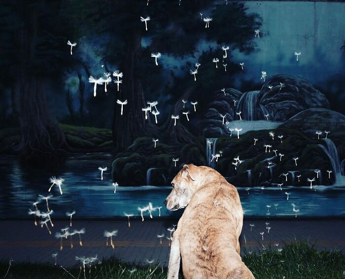 Street life in Istanbul featuring a dog surrounded by illuminated dandelion seeds in a nighttime setting.