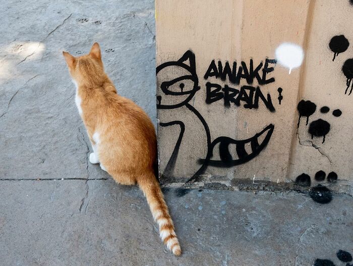 Orange cat sitting on a street corner next to graffiti art of a cat, capturing life on Istanbul’s streets with cats.
