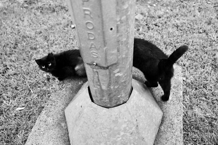 Two black cats near a metal pole on grass in a street scene depicting life on Istanbul’s streets with cats.