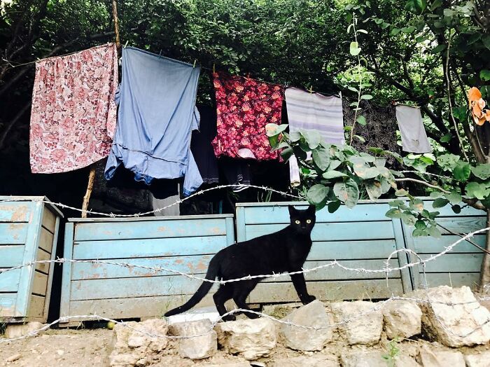 Black cat walking on rocks under hanging clothes in a street scene capturing life on Istanbul’s streets with cats.