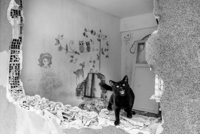 Black cat with bright eyes stands on rubble in a damaged Istanbul street, showcasing life and cats on Istanbul’s streets.