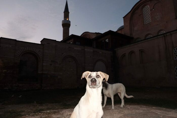 Stray dogs on Istanbul’s streets at dusk with historic buildings and a mosque minaret in the background.