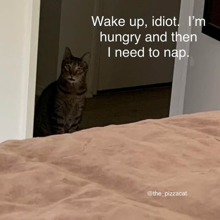 Tabby cat peeking from a dark room with text about being hungry and needing a nap, featured in cat memes for cat lovers.