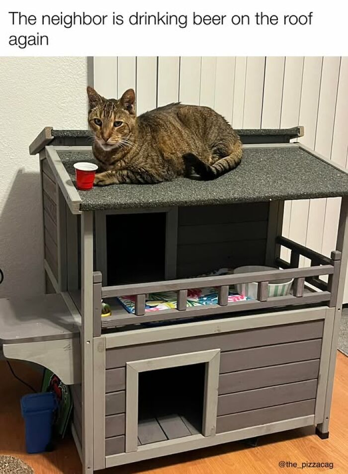 Tabby cat lying on a rooftop with a small red cup, showcasing cat meme therapy to brighten your day.