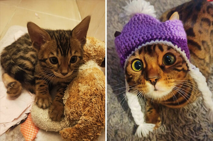 Adorable before-and-after photos of a Bengal cat growing up from kitten to adult, showcasing cat growth stages.