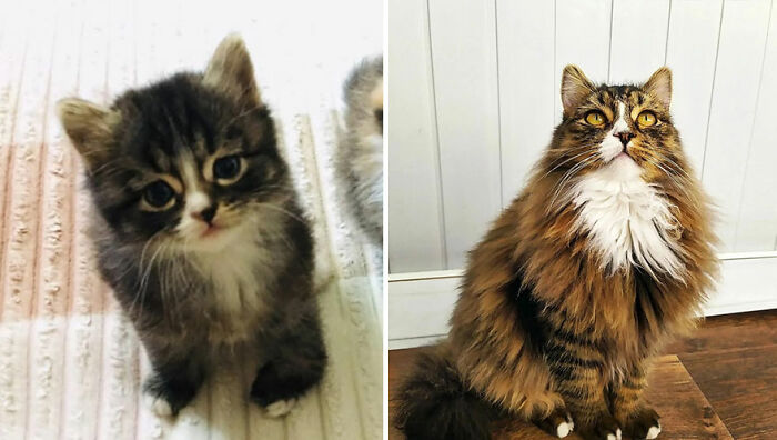 Adorable before-and-after photos of a fluffy cat growing up from kitten to adult with thick fur and bright eyes