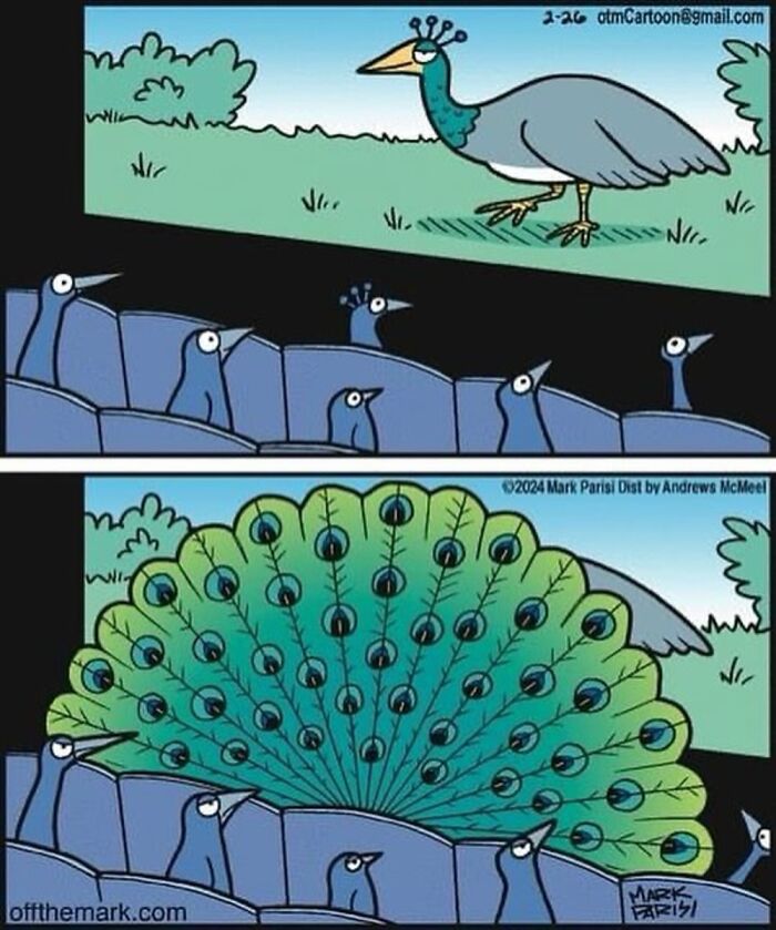 Cartoon showing peacocks watching a peacock and then reacting to its fanned tail, highlighting everyday life humor.