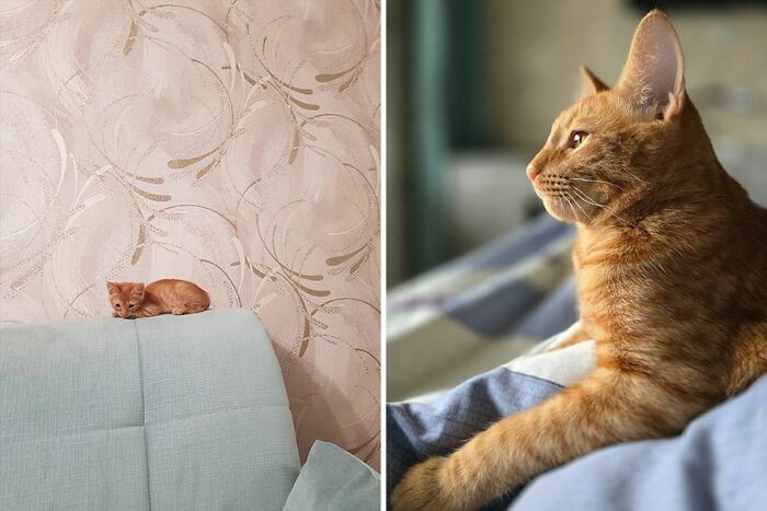 Side-by-side before and after photos showing an adorable cat grows from small kitten to mature cat lounging comfortably.