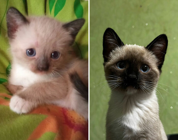 Side-by-side before-and-after photos of a Siamese cat growing up with blue eyes and dark ears.