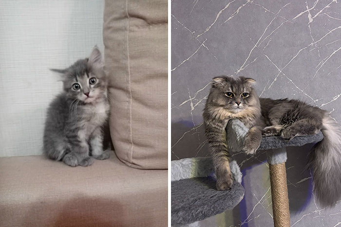 Adorable before-and-after photos of a grey cat growing up, from a small kitten to a large fluffy adult cat.